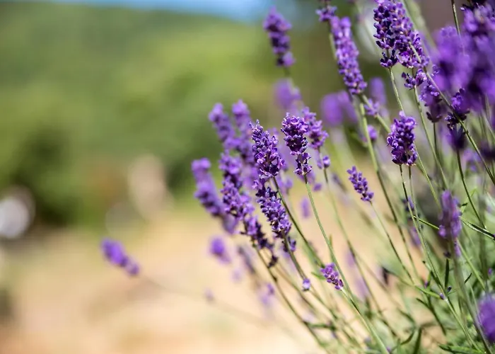Du Pont De Calmel Ferienhaus Rieussec